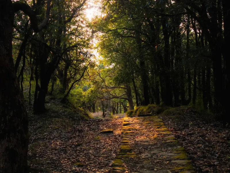 One Day trek Binsar Wildlife Sanctuary