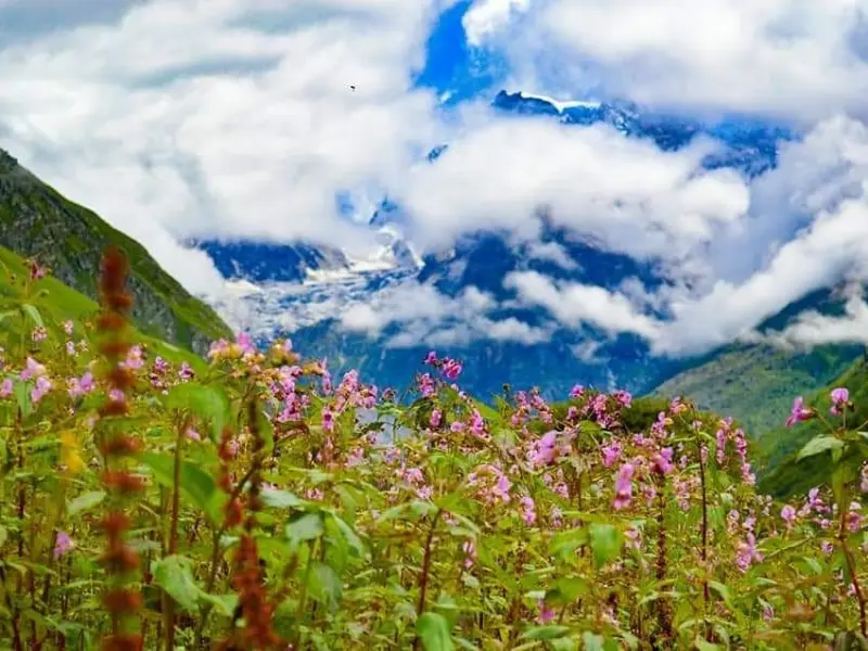 One Day trek Valley of Flowers