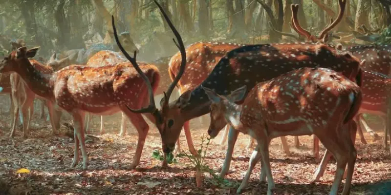 View of Ballavpur Wildlife Sanctuary