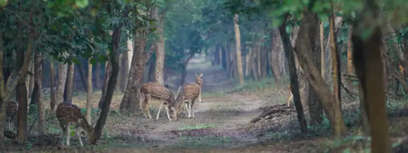 Bandipur National Park Karnataka