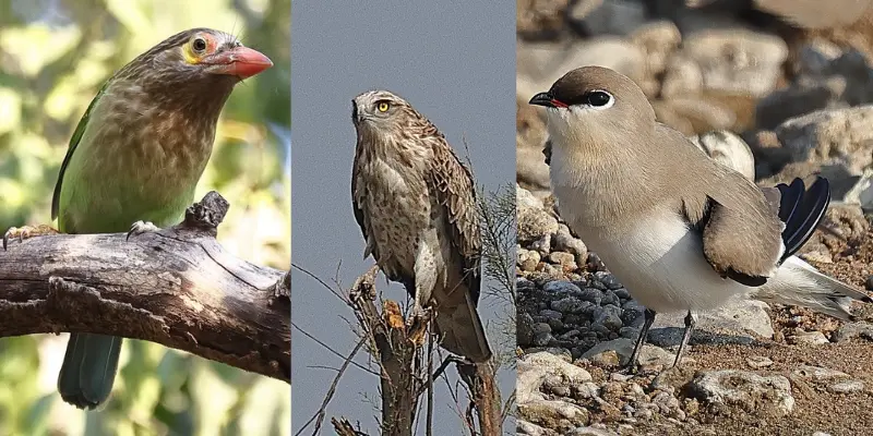 Birds during Chambal River Safari