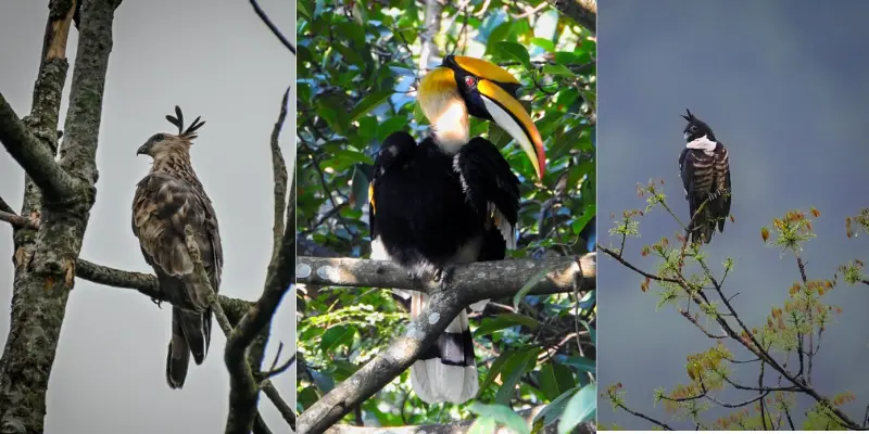View of Birds in Mahananda Wildlife Sanctuary