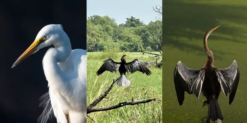 Bharatpur Bird Sanctuary Views