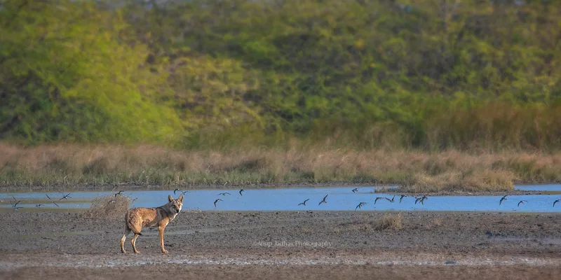 View of Blackbuck National Park Velavandar