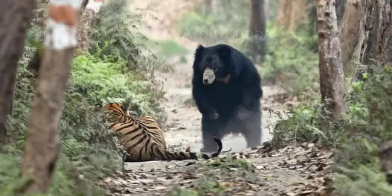 View of Daroji Sloth Bear Sanctuary