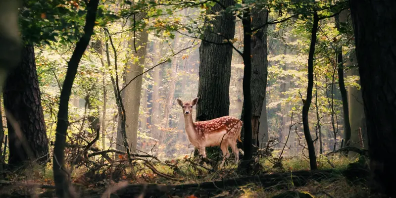 View of Deer Park Moradabad