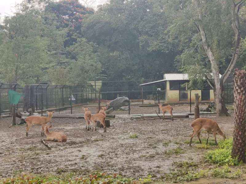 Deers resting in Bannerghatta Biological Park