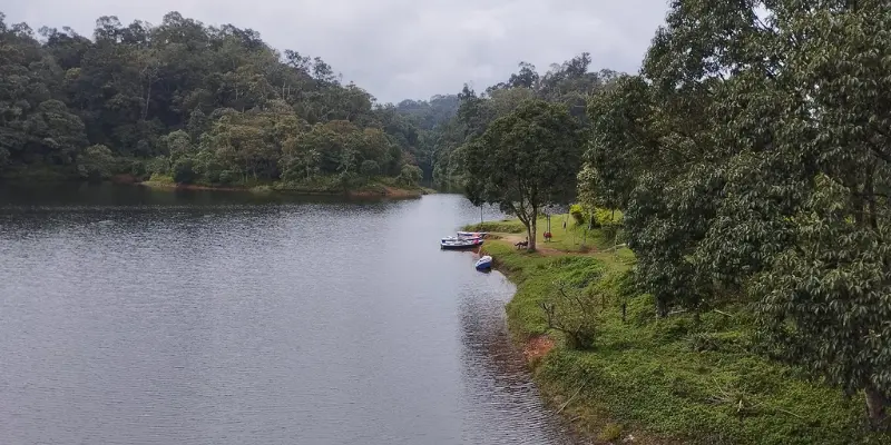 Gavi Forest View View of Gavi Forest