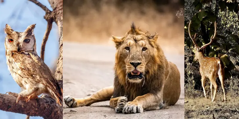 View of Gir National Park