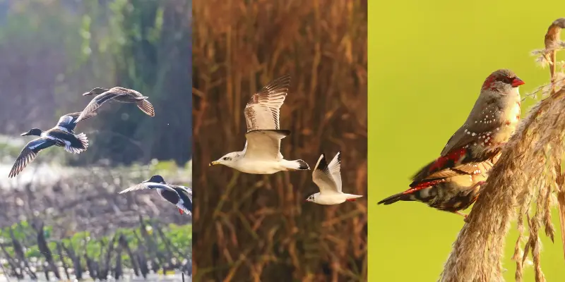 Visit Harike wetland bird sanctuary near Amritsar within 100 kms