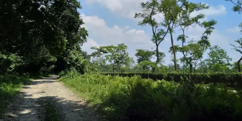 View of Hollongapar gibbon santuary