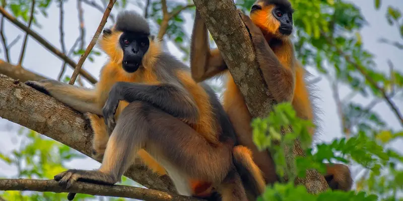 Hoollongapar Gibbon Wildlife Sanctuary Views View of Hoollongapar Gibbon Wildlife Sanctuary