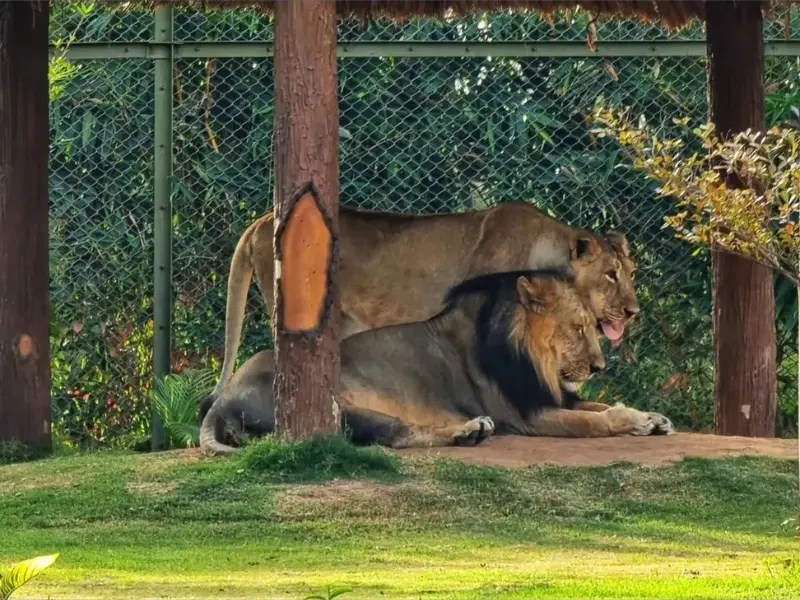 Visit Indroda Nature Park Near Ahmedabad