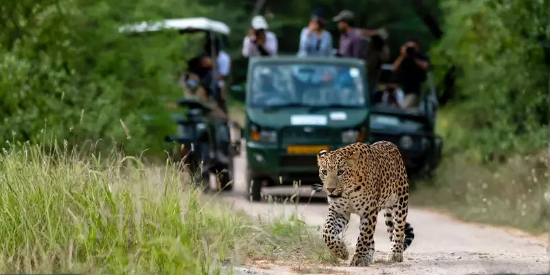 View of Jhalana Leopard safari