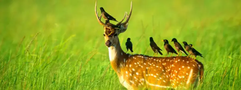 Jim Corbett National Park India Jim Corbett National Wildlife Park