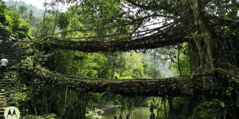 View of Jingkieng nongriat double decher living bridge