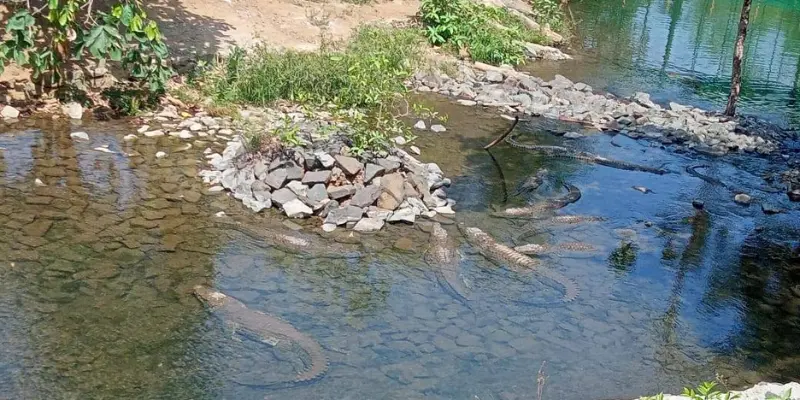 View of Jungle safari statue of unity