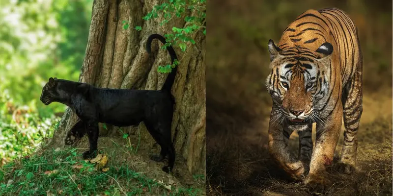 Visit kabini forest near Bangalore
