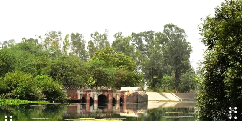 View of Kanjli Wetland
