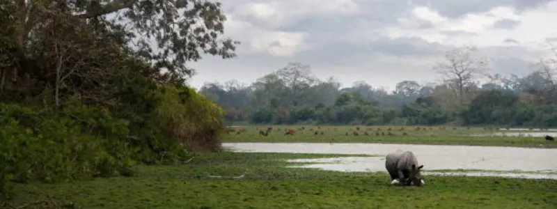 Kaziranga National Park Assam Views