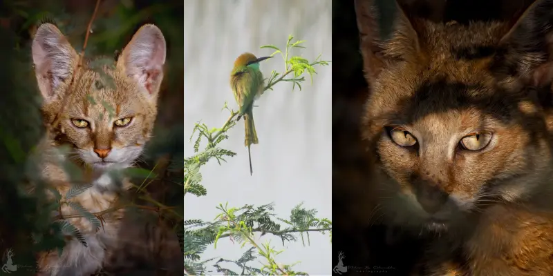 View of Khijadiya Bird Sanctuary