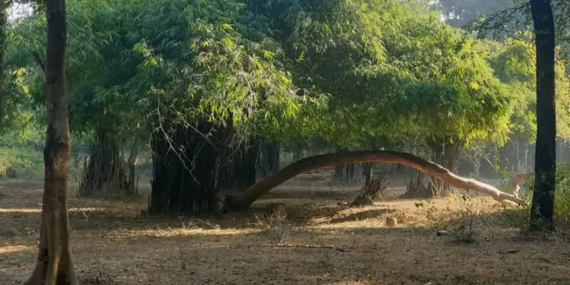 Kukrail Forest Reserve View View of Kukrail forest reserve