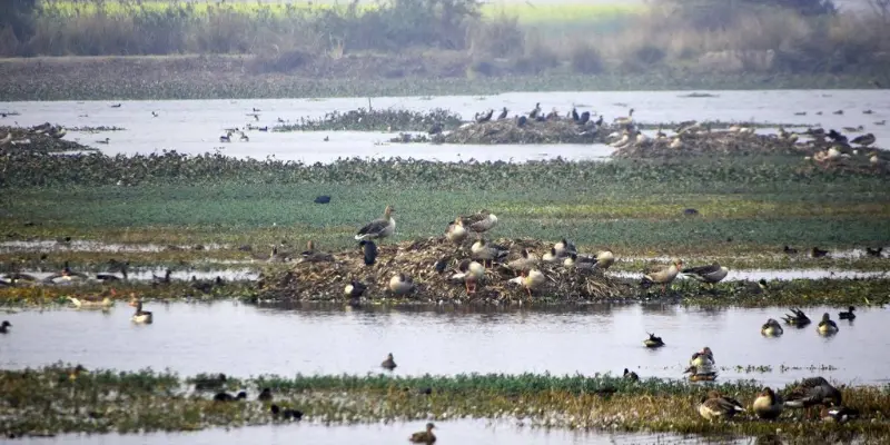 Lakh Bahosi Bird Sanctuary View View of Lakh Bahosi Bird Sanctuary