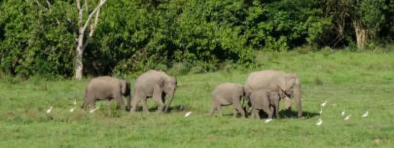 Manjira Wildlife Sanctuary Near Hyderabad manjira wildlife sanctuary
