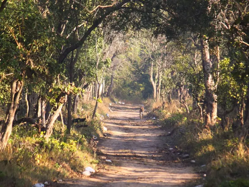 Visit motichur range near haridwar