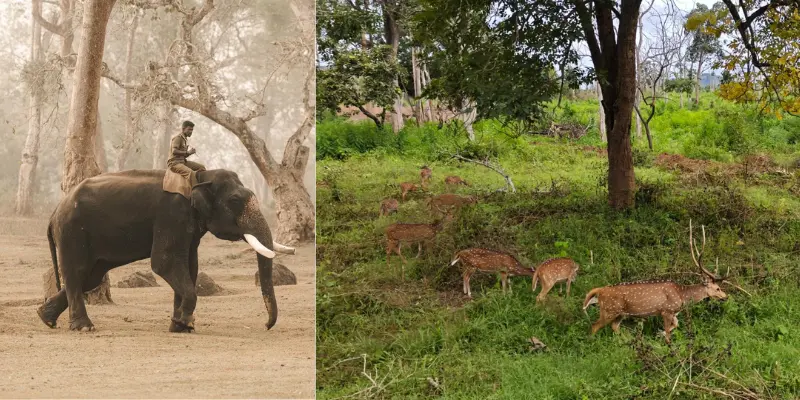 View of Mudumalai National Park