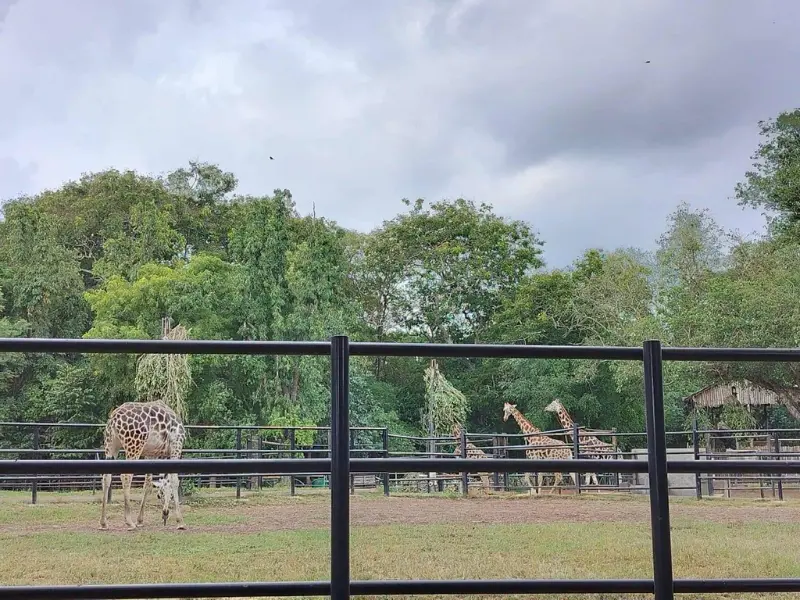 Mysore Zoo Bangalore