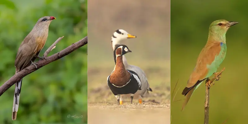 Visit nal sarovar Bird Sanctuary Near Ahmedabad