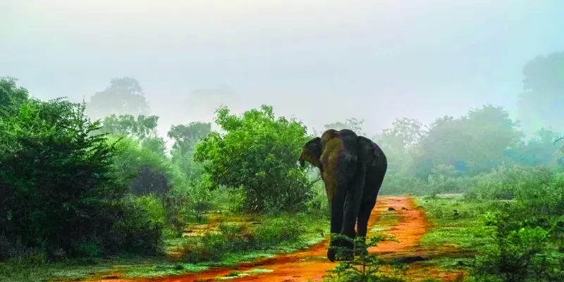 Nambor Wildlife Sanctuary Views View of Nambor Wildlife Sanctuary