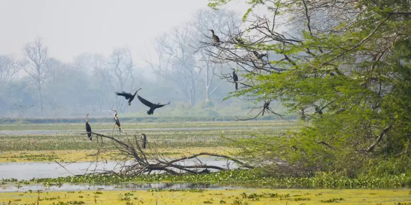 View of Nawabganj Bird Sanctuary