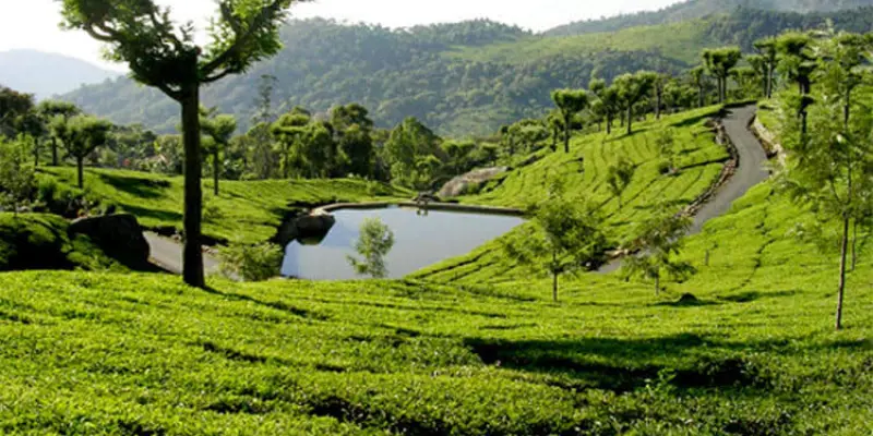Nilgiri Tea Hill Station Visit Nilgiri tea stays hill station