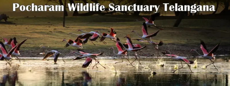 Pocharam Wildlife Sanctuary Telangana Hyderabad Pocharam Wildlife Sanctuary Telangana Hyderabad