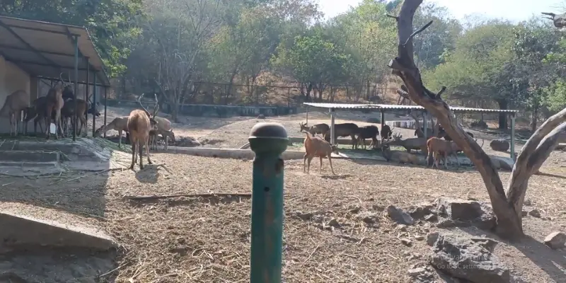 Pradhyuman Zoological Park Rajkot View View of Pradhyuman Zoolgical Park