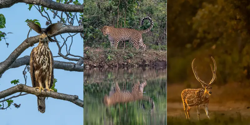 Rajaji National Park Near Rishikesh Visit Rajaji National Park Near Rishikesh