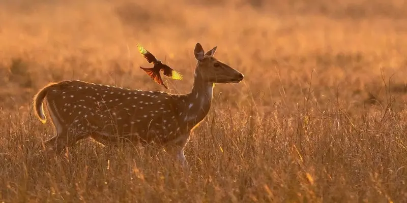 View of Rampara wildlife sanctuary