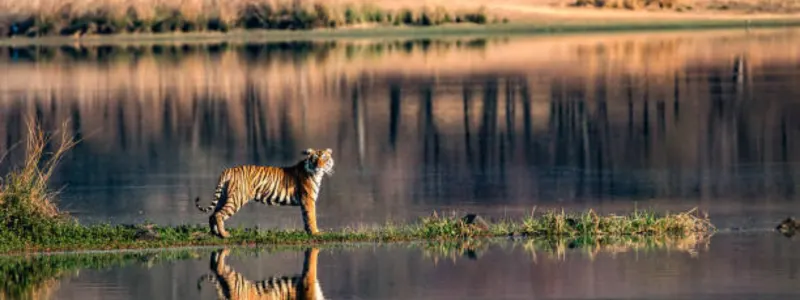 Ranthambore National Park To Visit