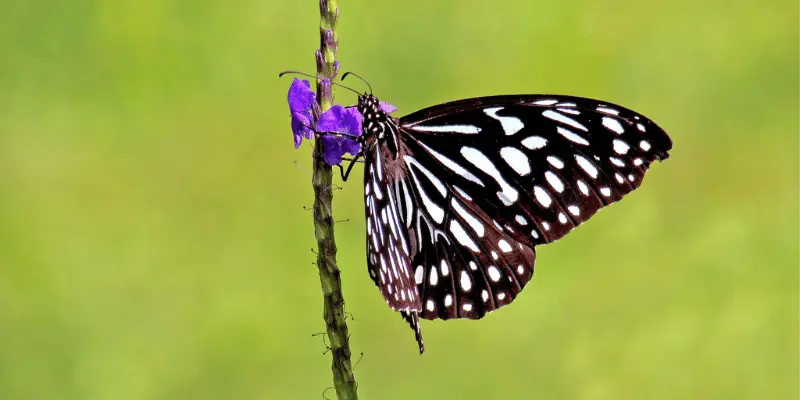 View of Sammilan Shettys butterfly park