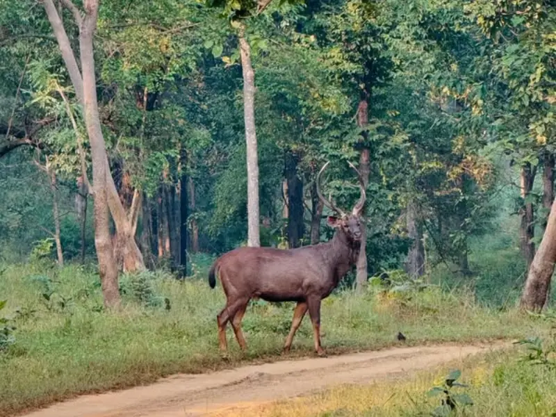 Visit Satpura nationa park Near Indore