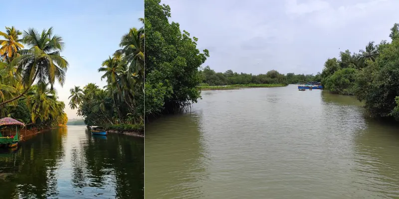 View of Sharavathi Kandla Mangrove Boardwalk