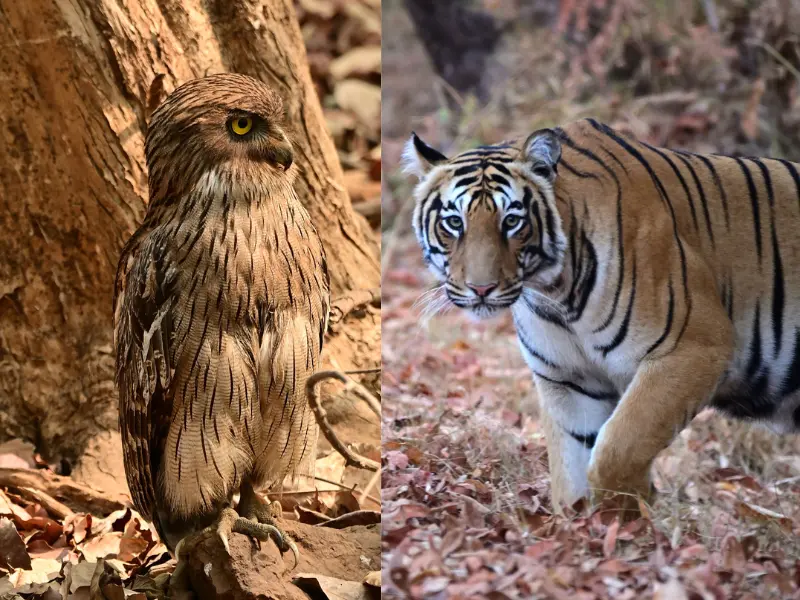 Visit Tadoba Andhari in Nagpur