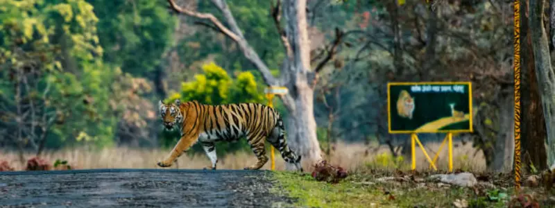 Tadoba National Park Tadoba National Park
