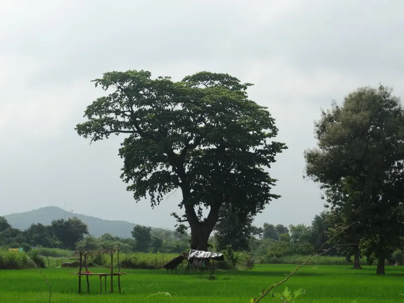 Visit Chandraprabha wIldlife Near Varanasi