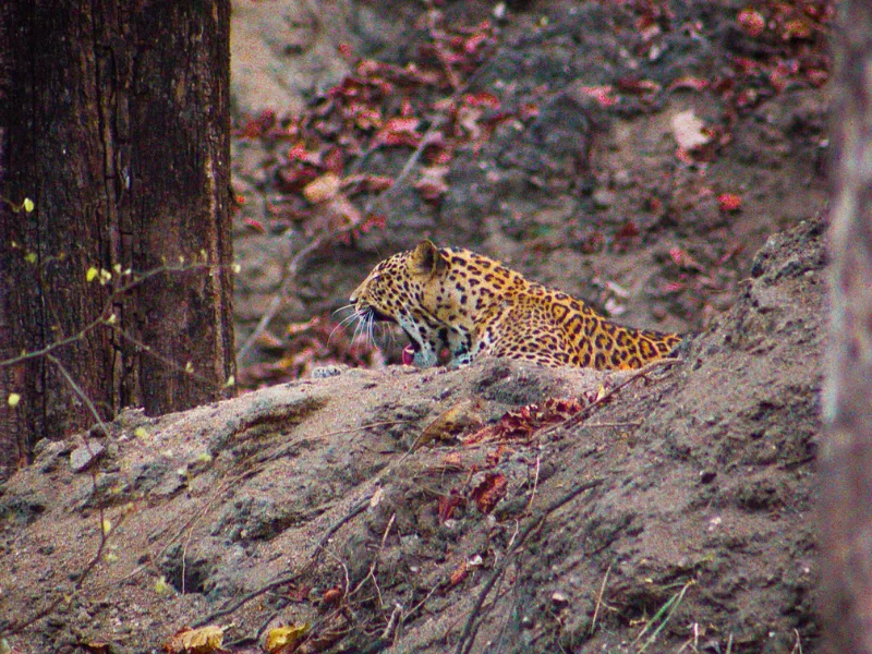 Pench Tiger Reserve near Nagpur