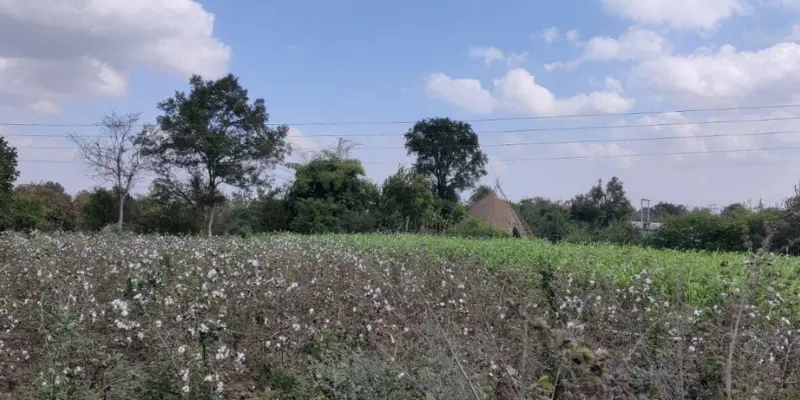 Waki woods near Nagpur