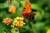 Top 5 Wildlife Sanctuaries Near Hyderabad