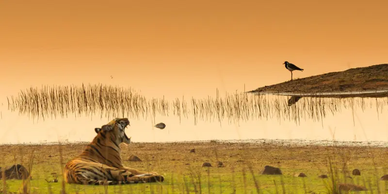 Wildlife Sanctuaries Near Hyderabad City Wildlife In Cities Near Hyderabad